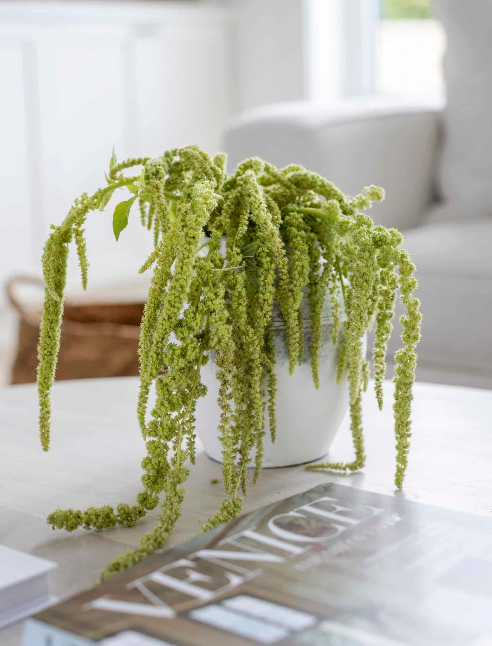 Sustainable Swaps: Floral Edition